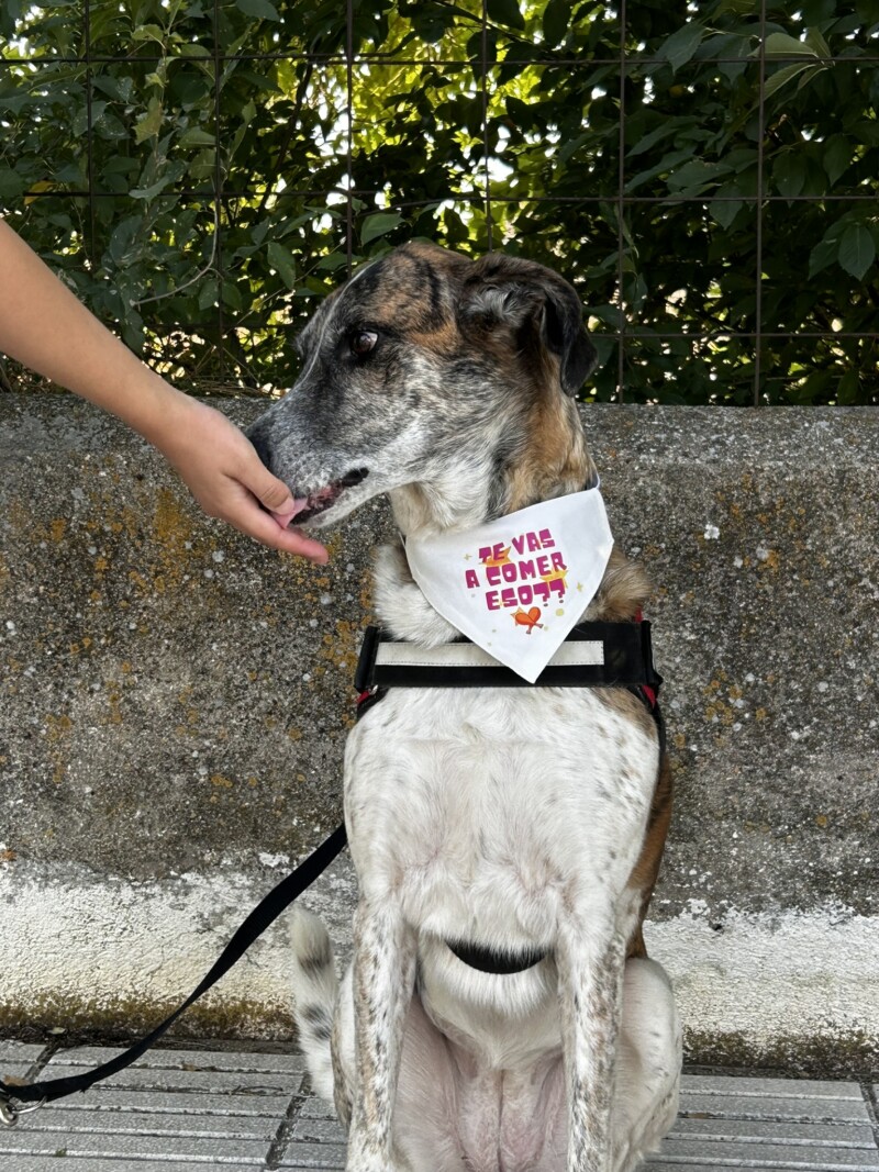 bandana con frase "te vas a comer eso" con tipografia personalizada