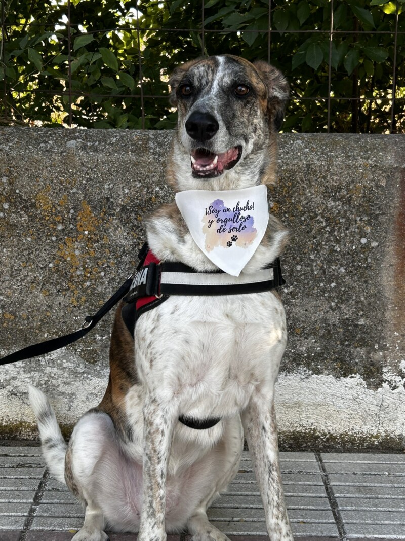 bandana con frase personalizada para perro con mensaje bonito