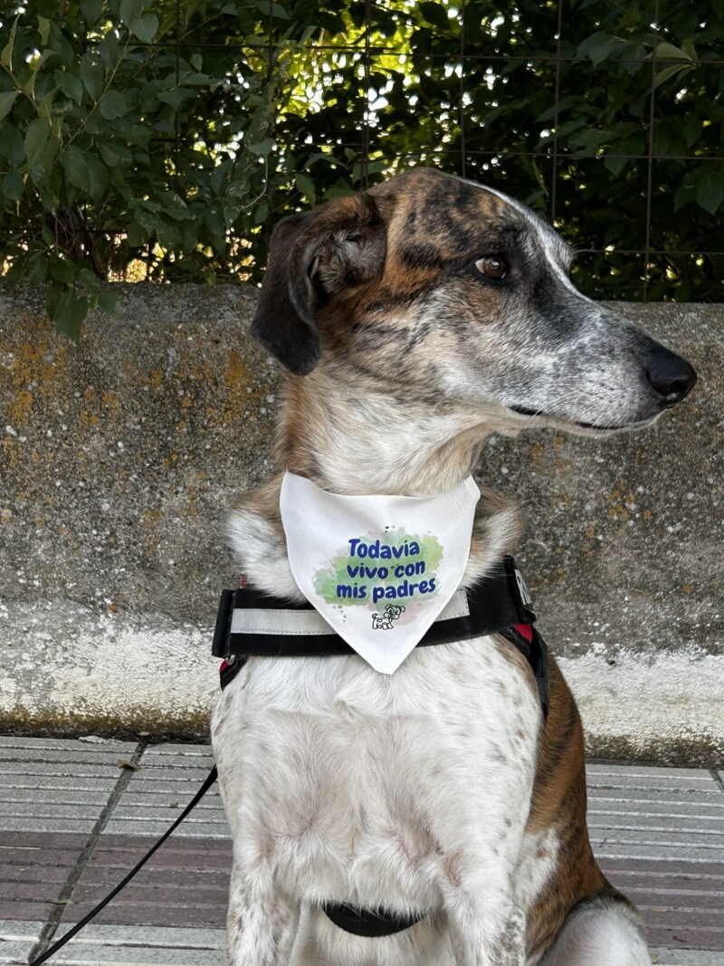 bandana personalizada con frase "todavia vivo con mis padres" para perro