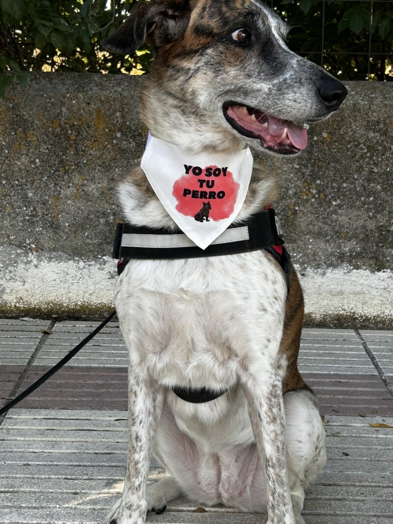 bandana personalizada yo soy tu perro con frase única