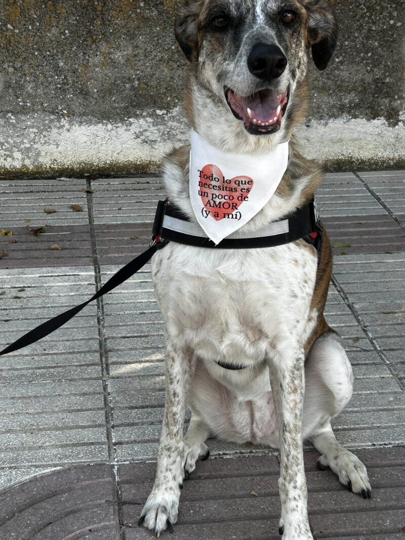 bandana "todo lo que necesitas es un poco de amor" para perro personalizada