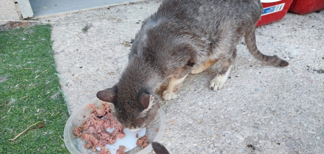 gato comiendo gracias a donativos en compra de regalos para dueños y mascotas de pagina web