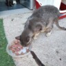 gato comiendo gracias a donativos en compra de regalos para dueños y mascotas de pagina web