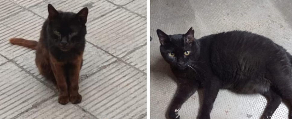 gato para acoger y cuidar disponible