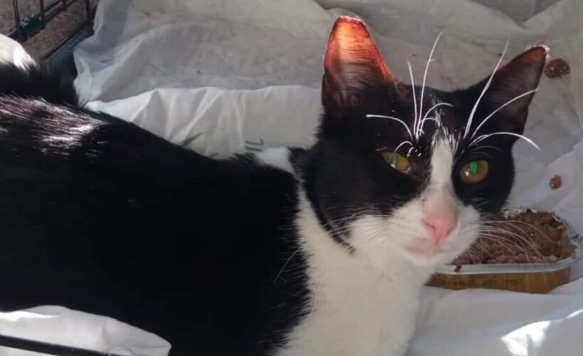 metodo cer para gatos y mascotas