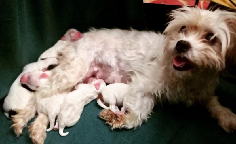 mito de celo de las hembras perros, saber mas sobre mitos de perros