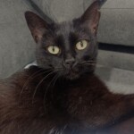 gatos negros mito, informacion sobre los gatos