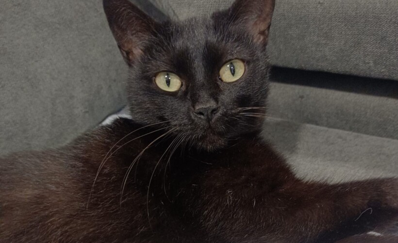 gatos negros mito, informacion sobre los gatos