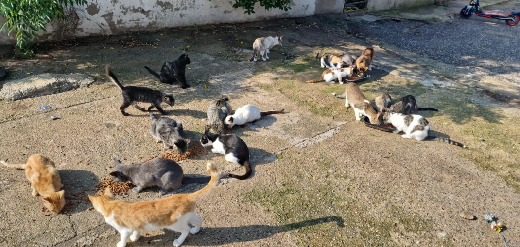 gatos callejeros en la colonia de vallsgat