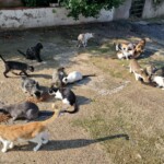 gatos callejeros en la colonia de vallsgat