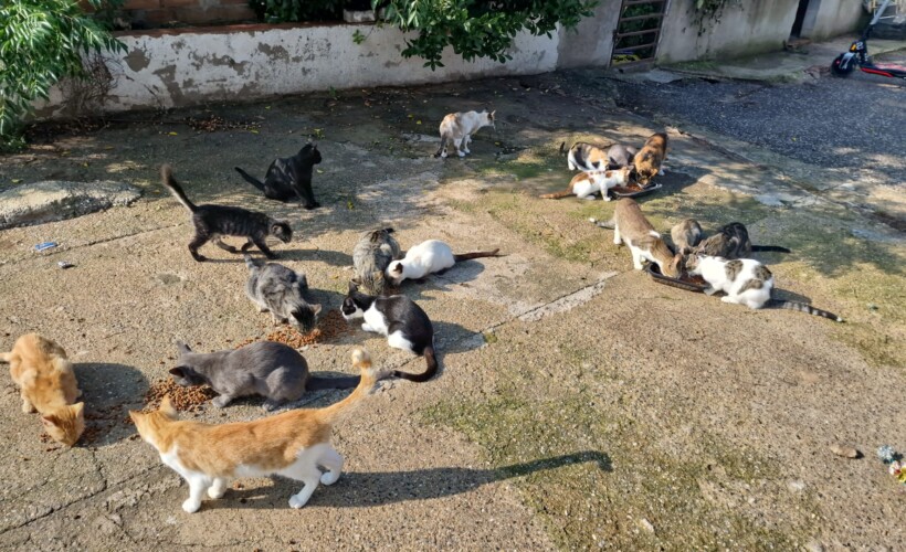 gatos callejeros en la colonia de vallsgat
