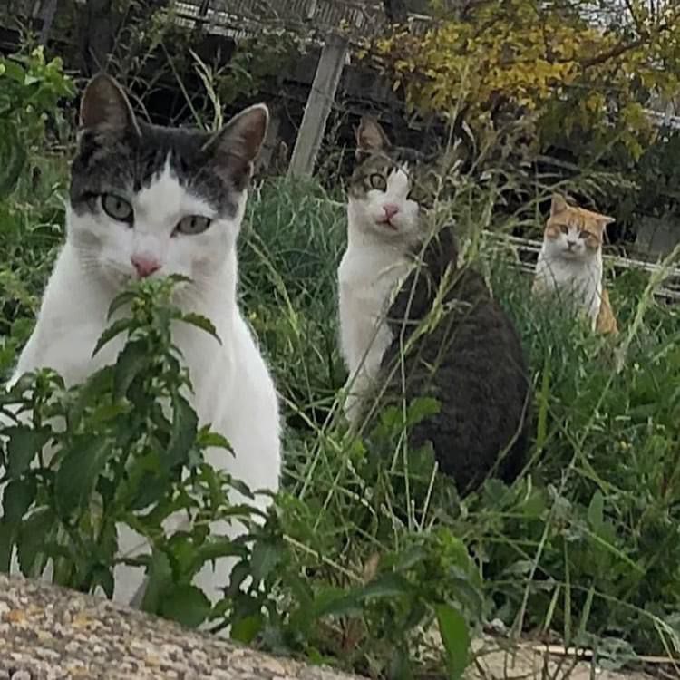 gatos callejeros