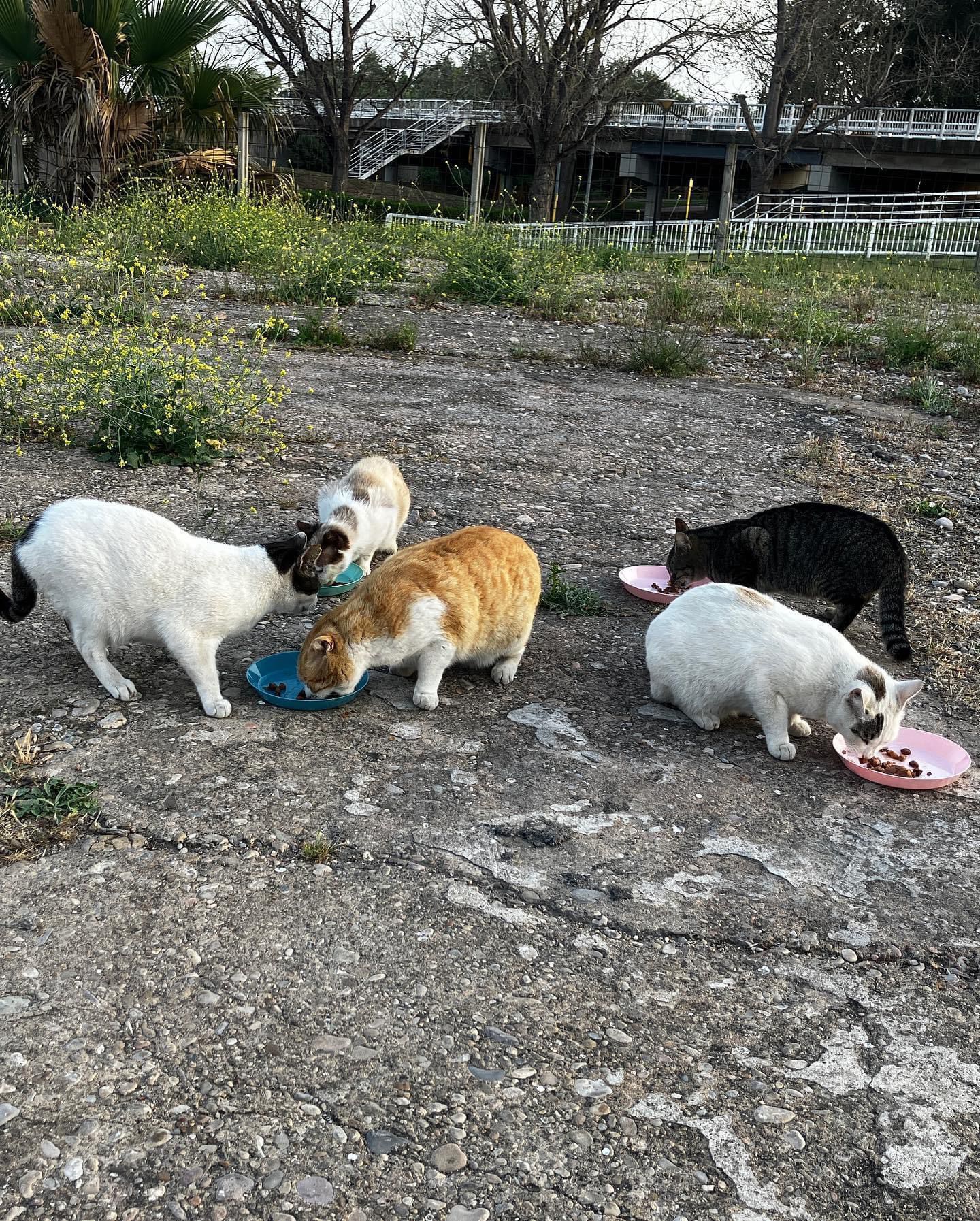 gatos callejeros comiendo en la colonia situada en Barcelona