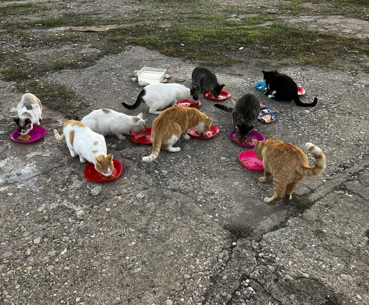 gatos callejeros alimentándose