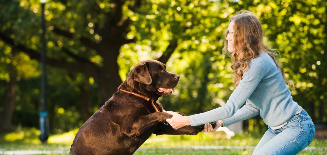 juguetes para perros, el mejor es el fresbee