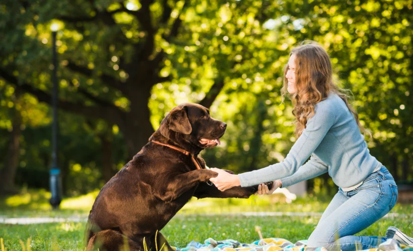 juguetes para perros, el mejor es el fresbee