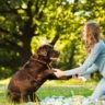 juguetes para perros, el mejor es el fresbee